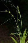 Northern long sedge